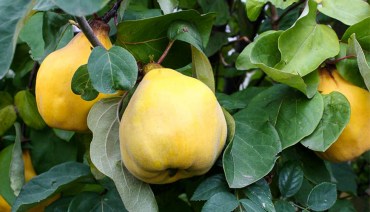 айвавранья