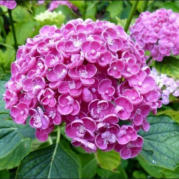 13хопкорн2