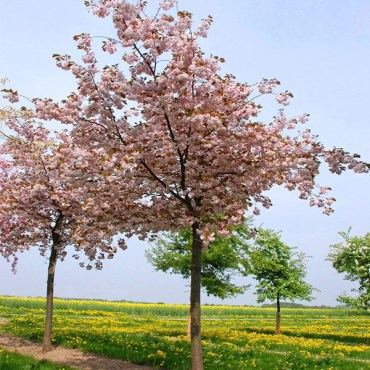 27широфуген1