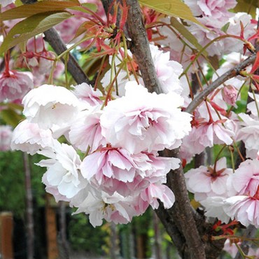 27широфуген4