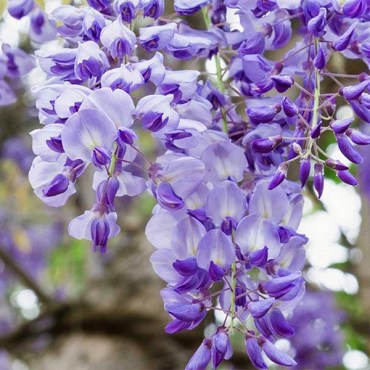 32макроботус1