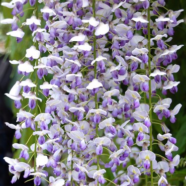 32макроботус2