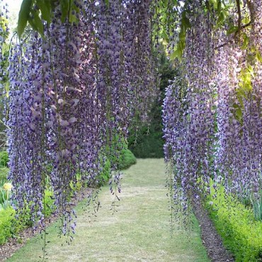 32макроботус3