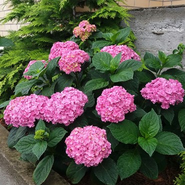 8романс14