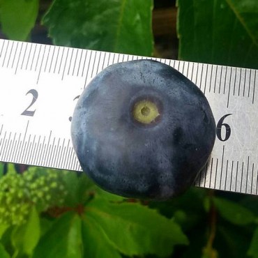 IMG_20170820_113710_620