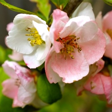 chaenomeles-speciosa-toyo-nishiki