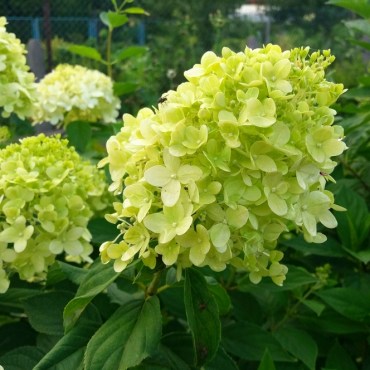 ЛАЙМ1