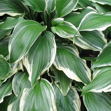 албомарджината