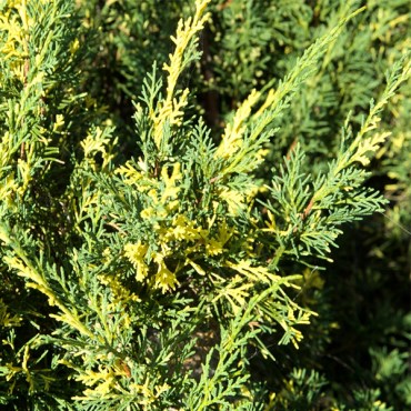 ауреовариега