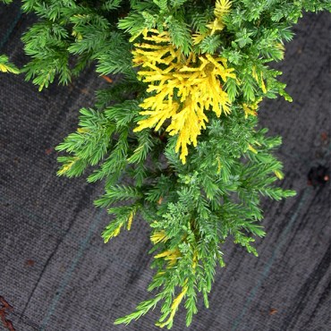 ауреоспиката1