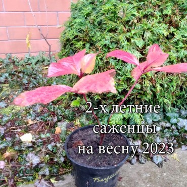 блум