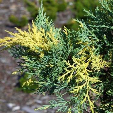 блюэндголд1