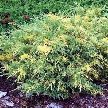 блюэндголд2