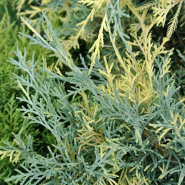 блюэндголд