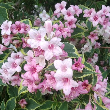 вейгвариегатанана