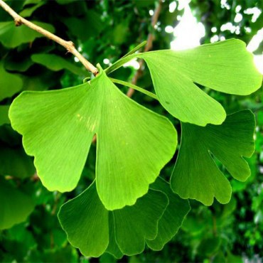 гингкозелёное