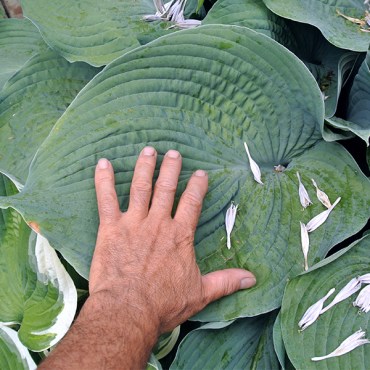 голубойангел