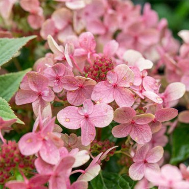 горкар22