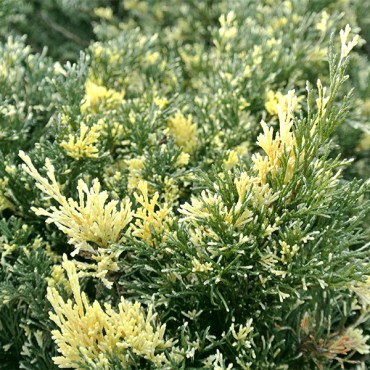 казацквариег