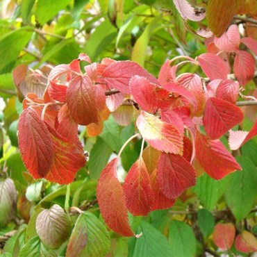 калина1