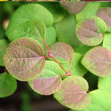 листвабагряника