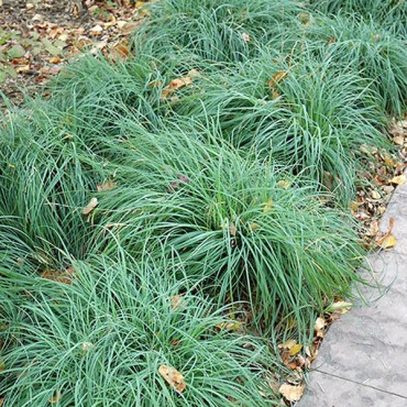 осокаглаука2