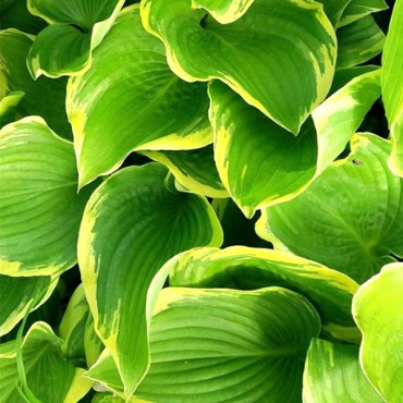 памятьодороти