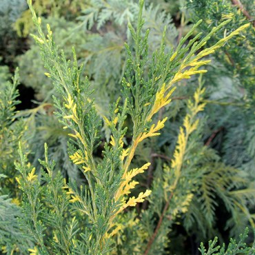 плюмозаауреовариегата