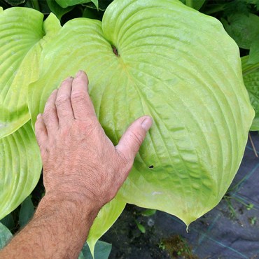 самэддсубстанс