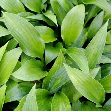 узколистная