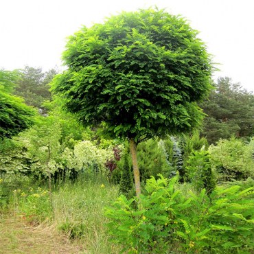 умбракулифера