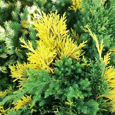 экспансаауреоспиката