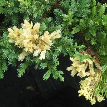 экспансавариегата2